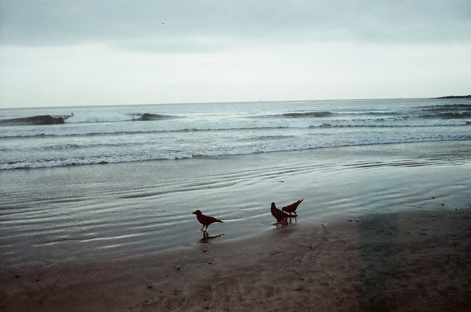crows on the beach